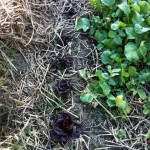 IMG_0390 IMG_0390