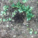 IMG_0396 IMG_0396