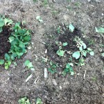 IMG_0397 IMG_0397