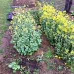 IMG_0468 IMG_0468
