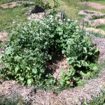 IMG_0502 IMG_0502