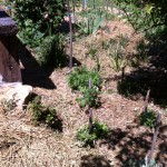 IMG_0508 IMG_0508