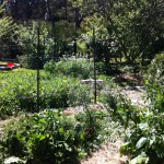 IMG_0513 IMG_0513