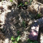 IMG_0514 IMG_0514