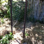 IMG_0515 IMG_0515