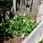 IMG_0518 IMG_0518