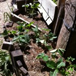 IMG_0519 IMG_0519