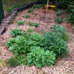 IMG_0574 IMG_0574