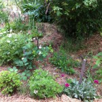IMG_0575 IMG_0575