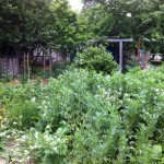 IMG_0577 IMG_0577
