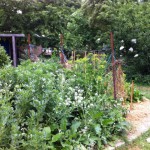IMG_0578 IMG_0578