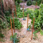 IMG_0579 IMG_0579