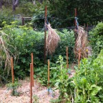 IMG_0580 IMG_0580