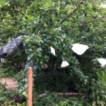 IMG_0584 IMG_0584