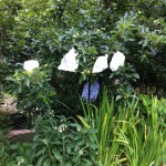 IMG_0585 IMG_0585