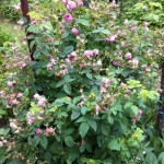 IMG_0587 IMG_0587
