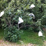 IMG_0588 IMG_0588