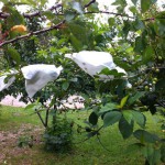 IMG_0589 IMG_0589