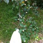 IMG_0590 IMG_0590