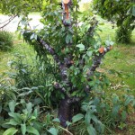 IMG_0591 IMG_0591