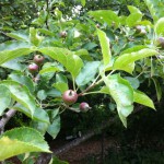 IMG_0594 IMG_0594