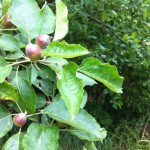 IMG_0595 IMG_0595