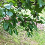 IMG_0597 IMG_0597