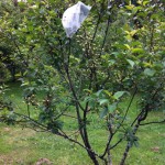 IMG_0598 IMG_0598