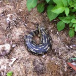 IMG_0600 IMG_0600