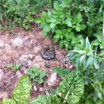 IMG_0601 IMG_0601
