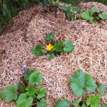 IMG_0602 IMG_0602