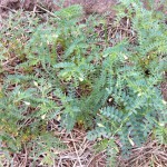 IMG_0607 IMG_0607