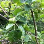 IMG_0608 IMG_0608