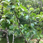 IMG_0609 IMG_0609
