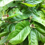 IMG_0610 IMG_0610