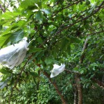 IMG_0611 IMG_0611