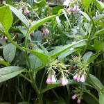 IMG_0613 IMG_0613