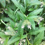 IMG_0614 IMG_0614