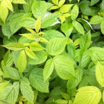 IMG_0615 IMG_0615