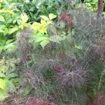 IMG_0616 IMG_0616