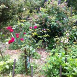 IMG_0617 IMG_0617