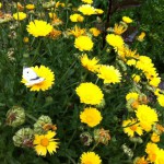 IMG_0619 IMG_0619