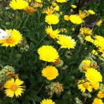 IMG_0620 IMG_0620