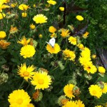 IMG_0621 IMG_0621