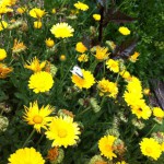 IMG_0622 IMG_0622