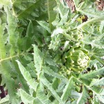 IMG_0623 IMG_0623
