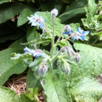 IMG_0625 IMG_0625