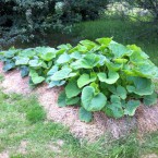 IMG_0694 IMG_0694