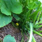 IMG_0695 IMG_0695