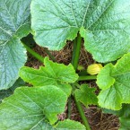 IMG_0696 IMG_0696